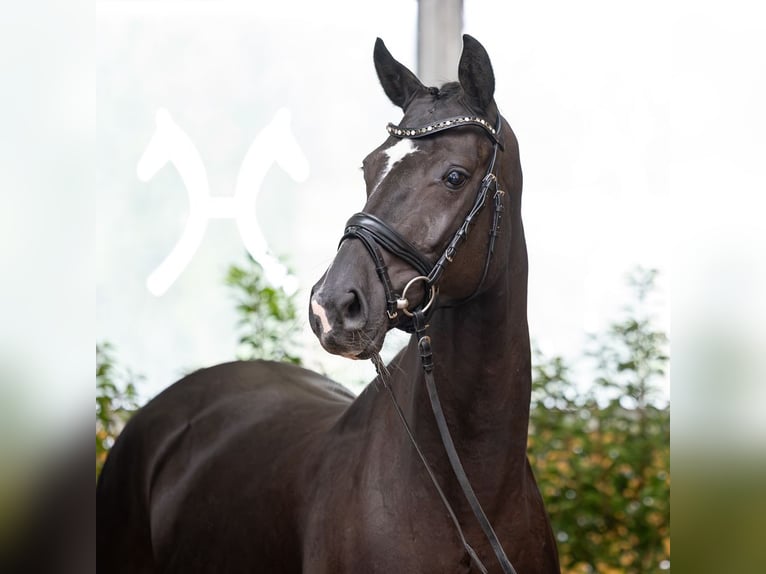 Hanoverian Mare 5 years 16.1 hh Black in Verden