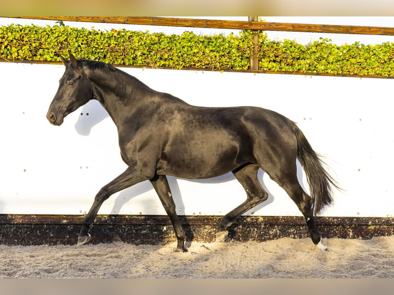 Hanoverian Mare 5 years 16,1 hh Black in Waddinxveen