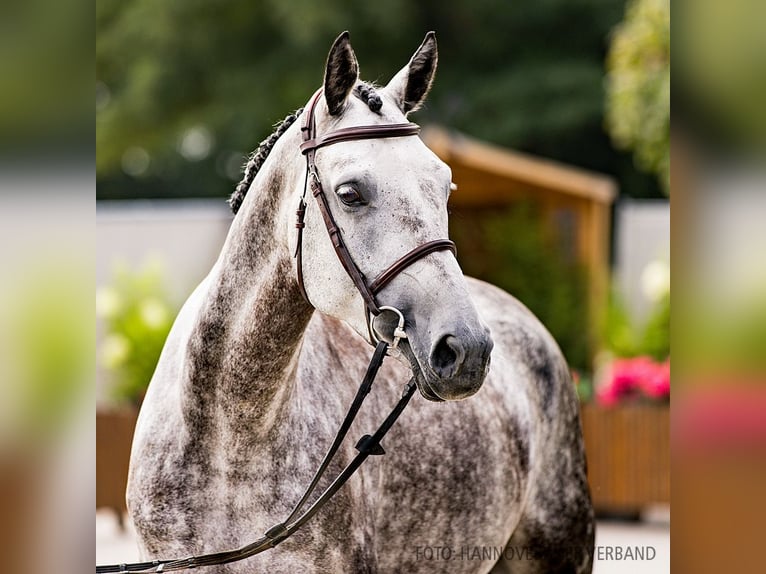 Hanoverian Mare 5 years 16,1 hh Black in Verden