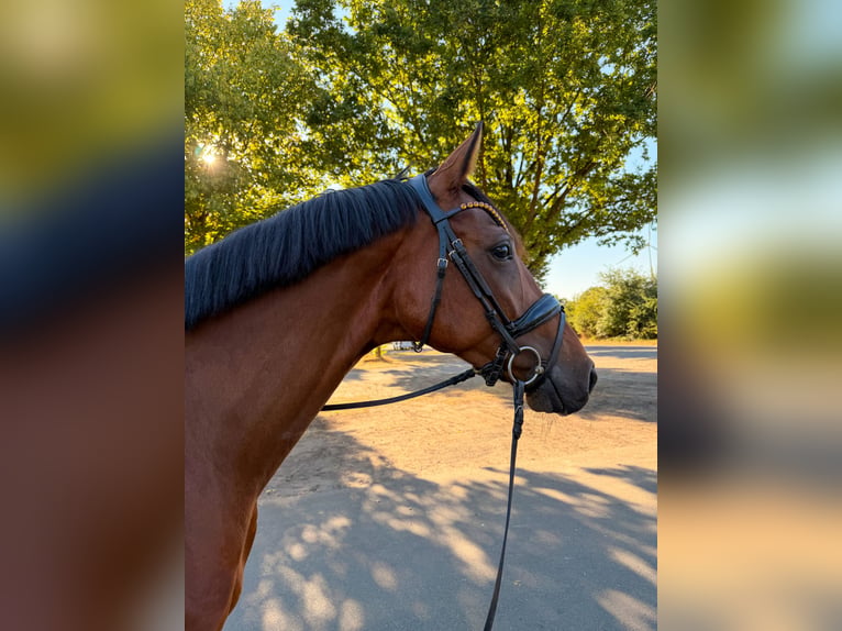 Hanoverian Mare 5 years 16.1 hh Brown in Bispingen