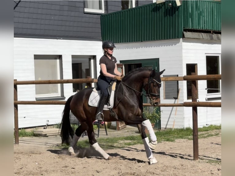 Hanoverian Mare 5 years 16.1 hh Brown in Alfstedt