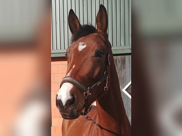 Hanoverian Mare 5 years 16,1 hh Brown in Hammah