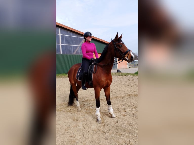 Hanoverian Mare 5 years 16,1 hh Brown in Hammah