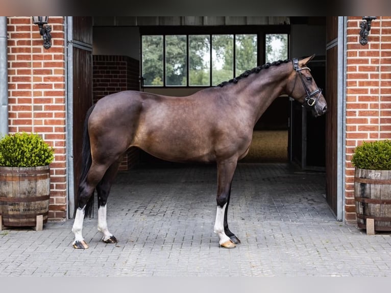 Hanoverian Mare 5 years 16,1 hh Brown in Haag am Hausruck