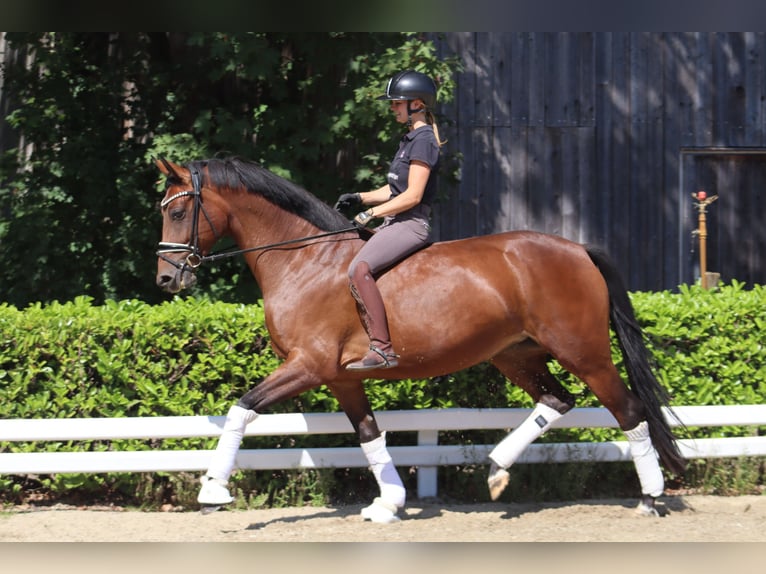 Hanoverian Mare 5 years 16.1 hh Brown in Reeßum
