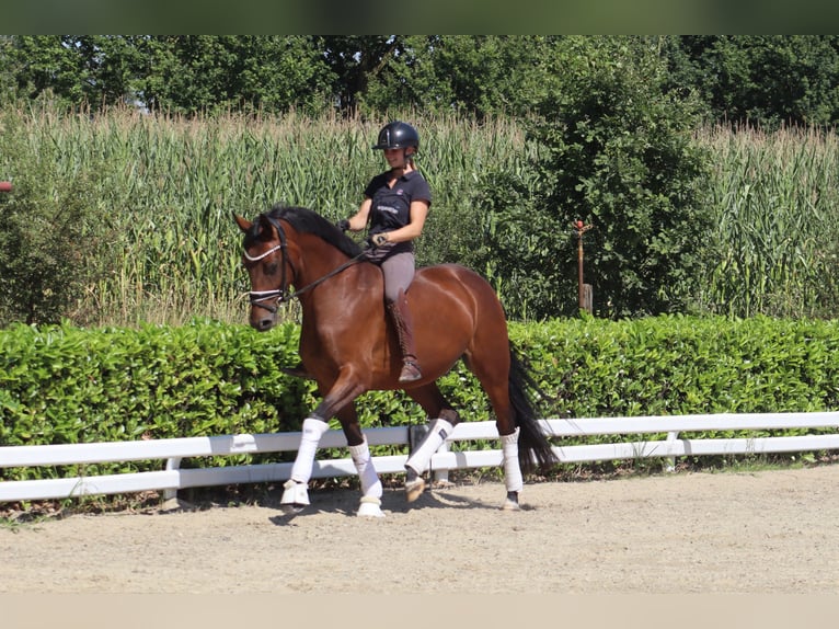 Hanoverian Mare 5 years 16.1 hh Brown in Reeßum