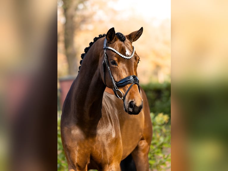 Hanoverian Mare 5 years 16,1 hh Brown in Schüttorf