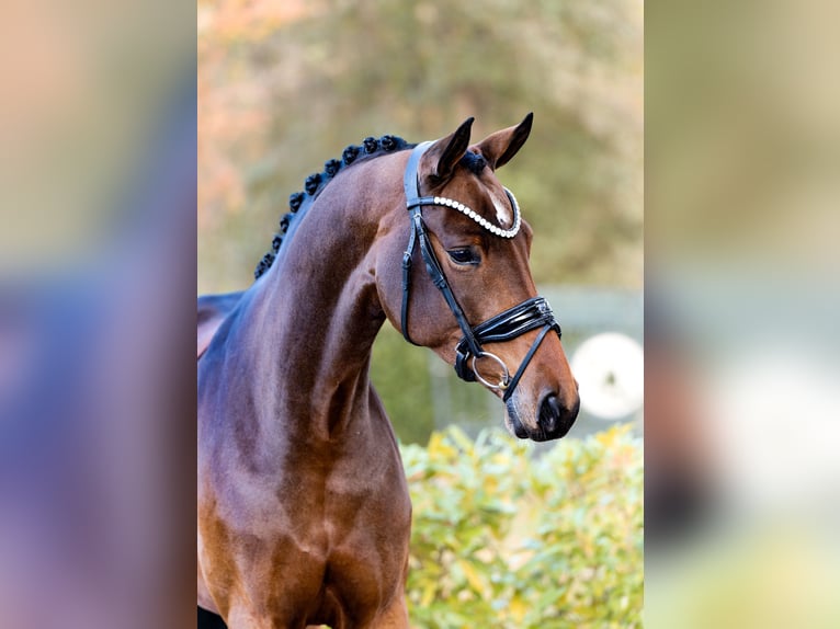 Hanoverian Mare 5 years 16,1 hh Brown in Schüttorf