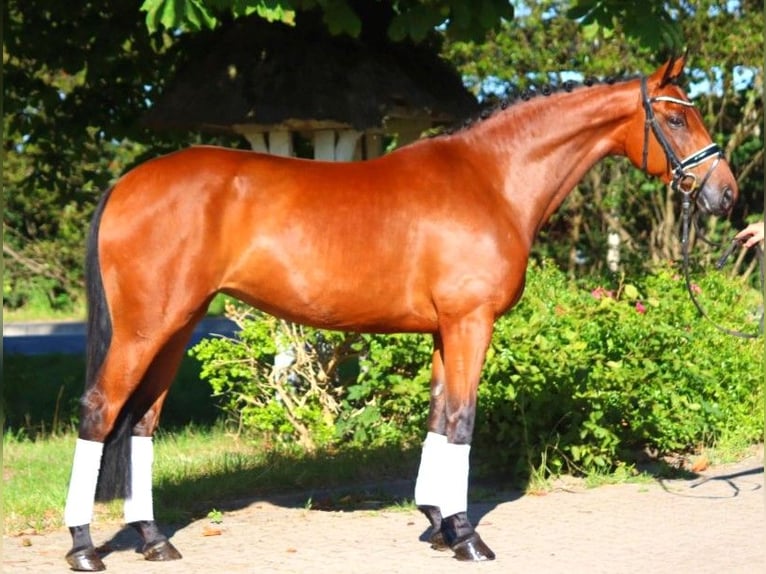 Hanoverian Mare 5 years 16,1 hh Brown in Selsingen