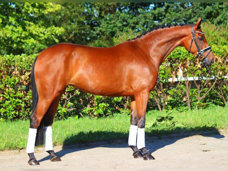 Hanoverian Mare 5 years 16,1 hh Brown in Selsingen