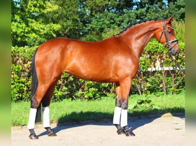 Hanoverian Mare 5 years 16,1 hh Brown in Selsingen