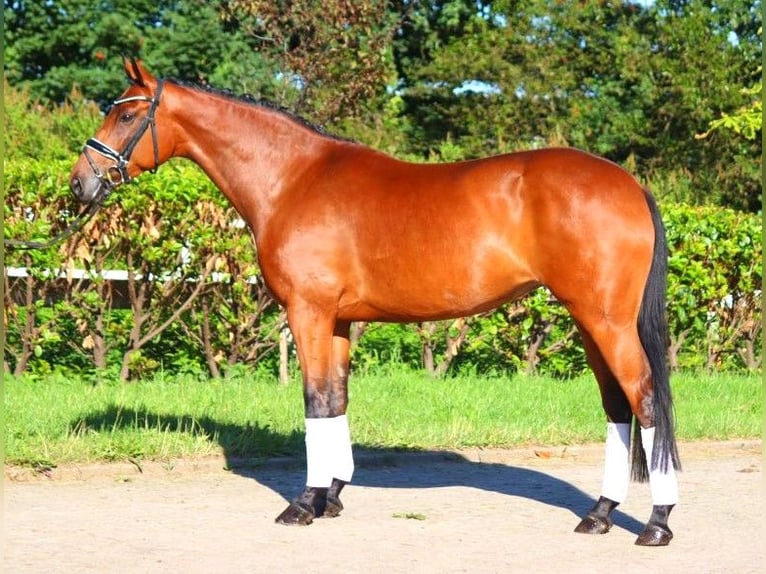 Hanoverian Mare 5 years 16,1 hh Brown in Selsingen