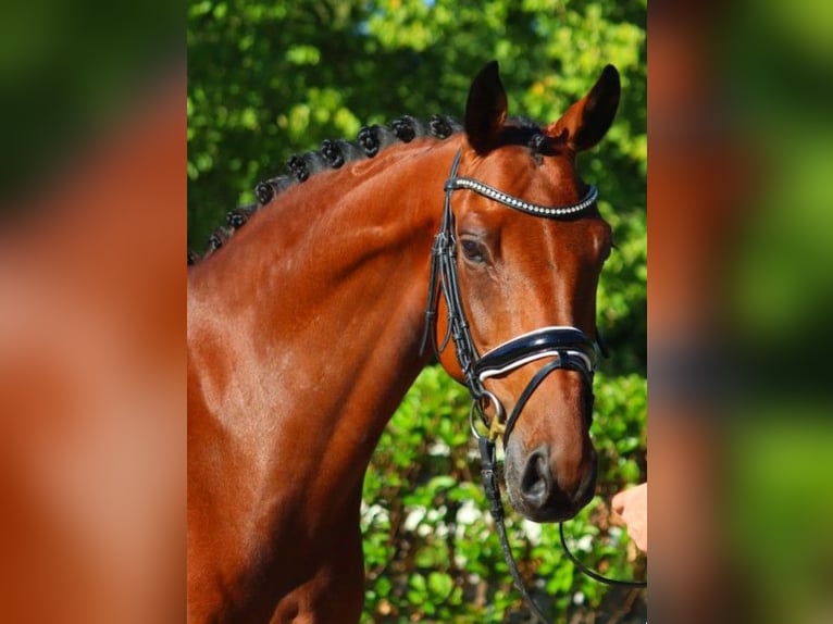 Hanoverian Mare 5 years 16,1 hh Brown in Selsingen