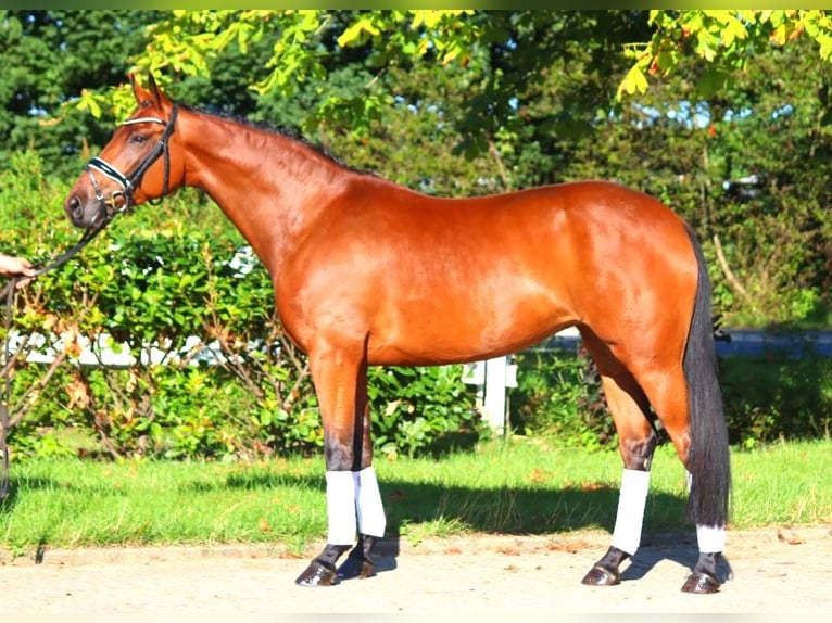 Hanoverian Mare 5 years 16,1 hh Brown in Selsingen