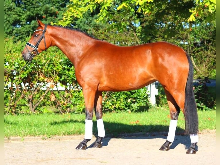 Hanoverian Mare 5 years 16,1 hh Brown in Selsingen