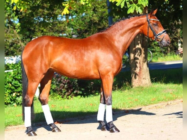 Hanoverian Mare 5 years 16,1 hh Brown in Selsingen