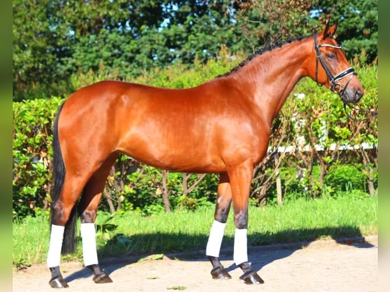 Hanoverian Mare 5 years 16,1 hh Brown in Selsingen