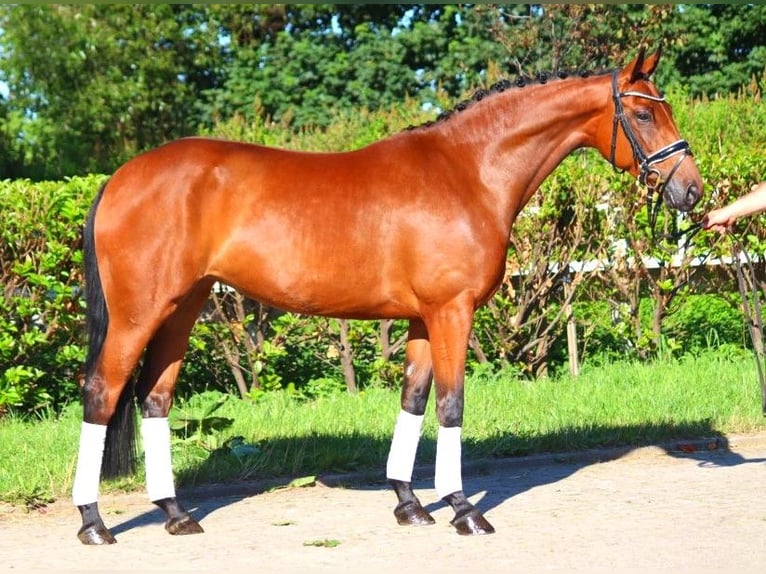 Hanoverian Mare 5 years 16,1 hh Brown in Selsingen