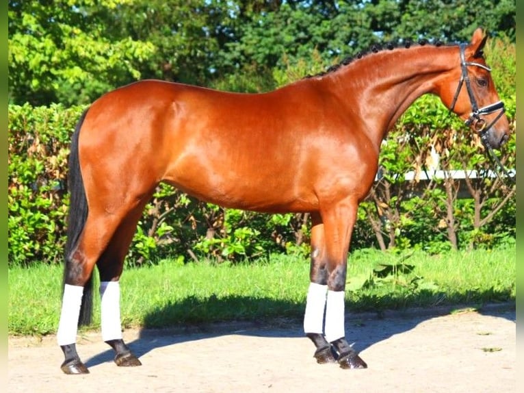 Hanoverian Mare 5 years 16,1 hh Brown in Selsingen