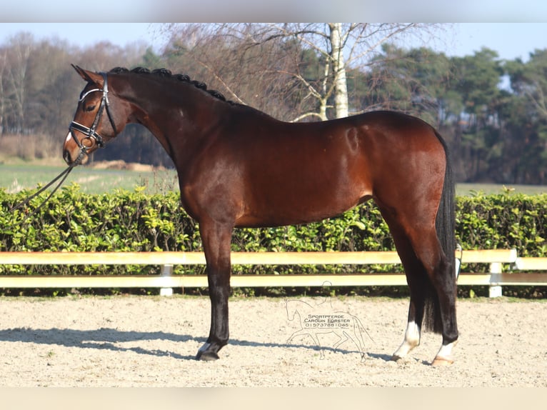 Hanoverian Mare 5 years 16.1 hh Brown in Reeßum