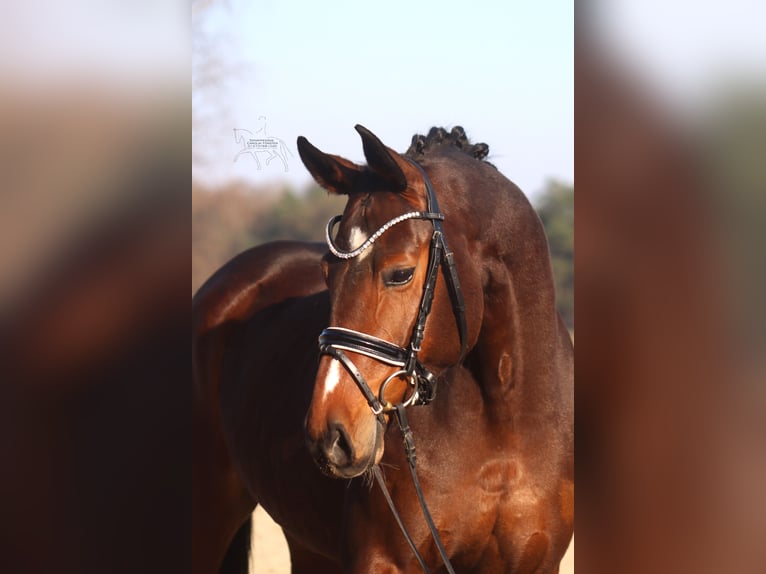 Hanoverian Mare 5 years 16.1 hh Brown in Reeßum