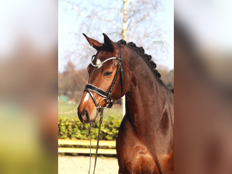 Hanoverian Mare 5 years 16.1 hh Brown in Reeßum