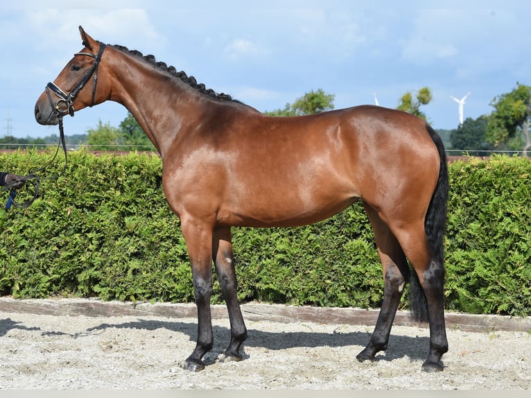 Hanoverian Mare 5 years 16,1 hh Brown in Tiddische