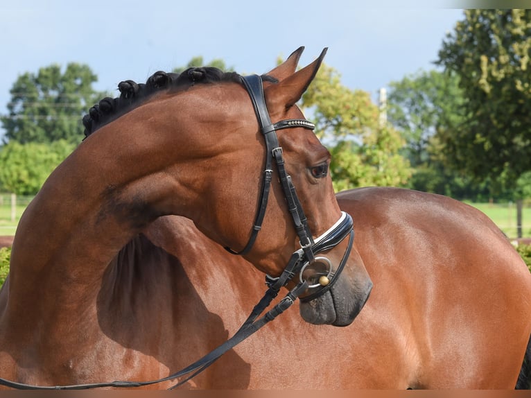 Hanoverian Mare 5 years 16,1 hh Brown in Tiddische