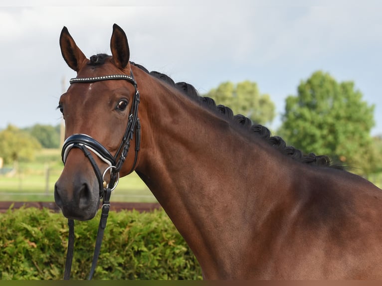 Hanoverian Mare 5 years 16,1 hh Brown in Tiddische