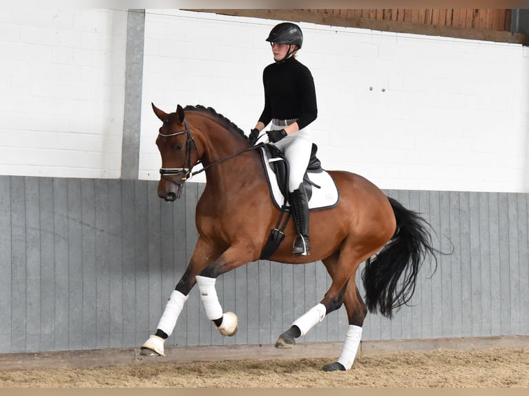 Hanoverian Mare 5 years 16,1 hh Brown in Tiddische