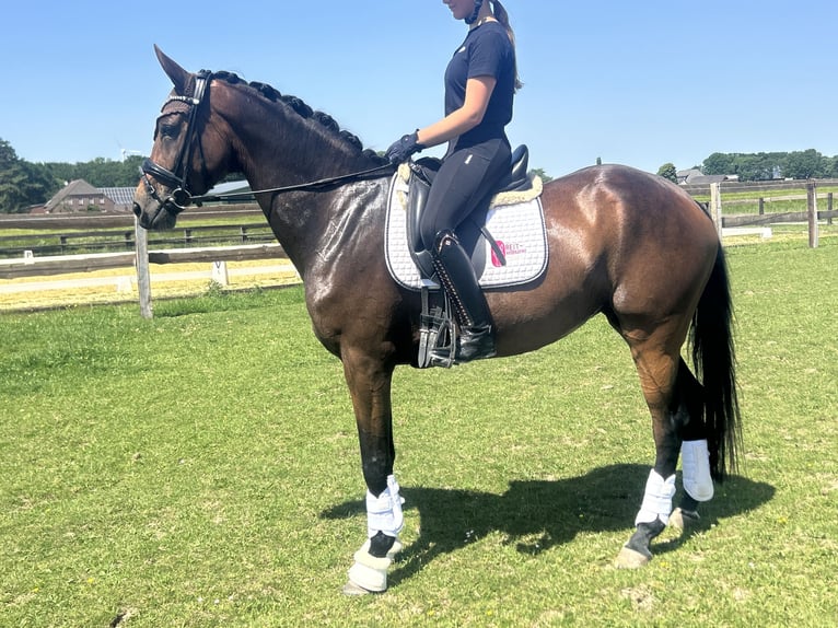 Hanoverian Mare 5 years 16.1 hh Brown in Uedem