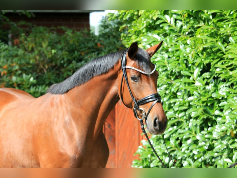 Hanoverian Mare 5 years 16.1 hh Brown in Kutenholz