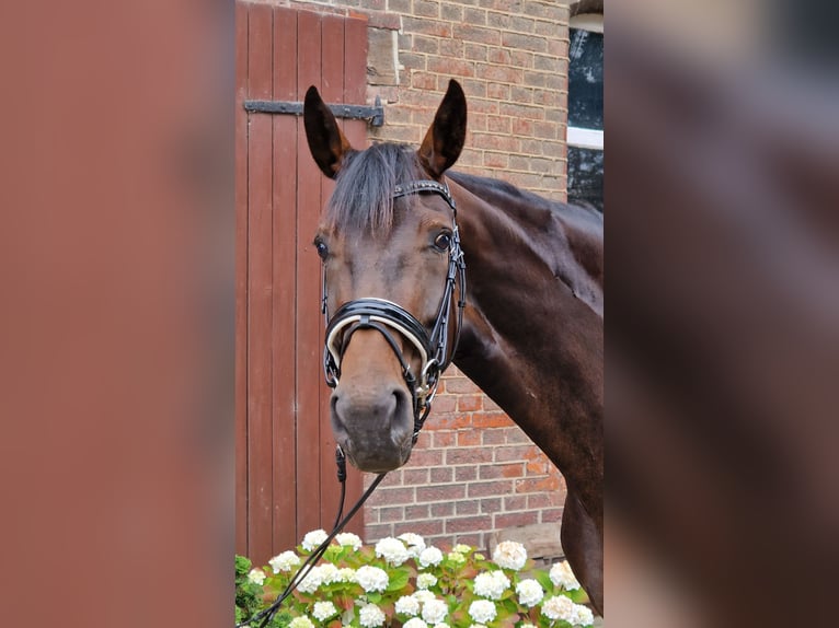 Hanoverian Mare 5 years 16.1 hh Brown in Langenhagen