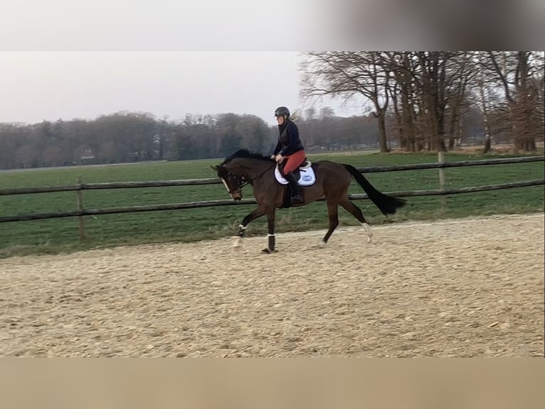 Hanoverian Mare 5 years 16.1 hh Brown in Schwarmstedt