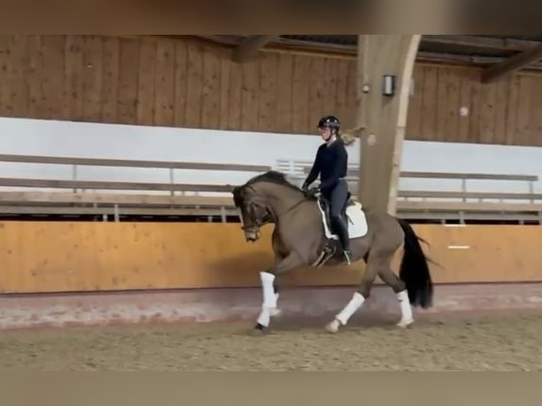 Hanoverian Mare 5 years 16.1 hh Brown in Stuhr