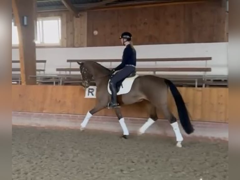 Hanoverian Mare 5 years 16.1 hh Brown in Stuhr