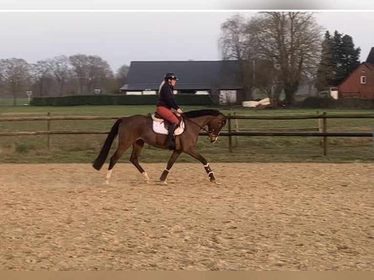 Hanoverian Mare 5 years 16.1 hh Brown in Stuhr