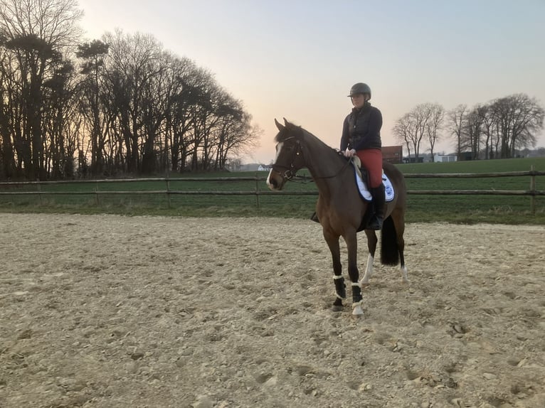 Hanoverian Mare 5 years 16.1 hh Brown in Stuhr