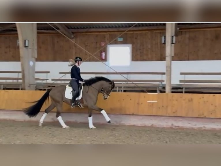 Hanoverian Mare 5 years 16.1 hh Brown in Stuhr