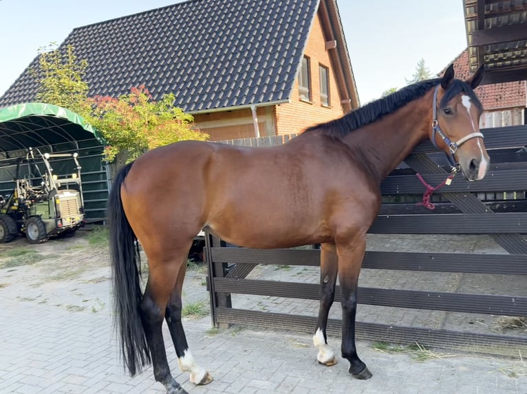 Hanoverian Mare 5 years 16.1 hh Brown in Uetze