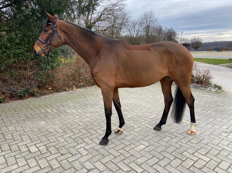 Hanoverian Mare 5 years 16,1 hh Brown in Georgsmarienhütte