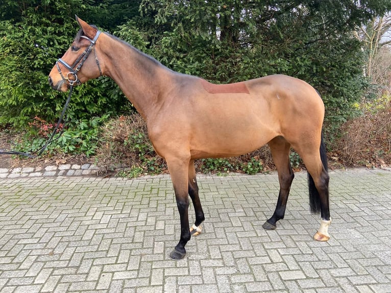 Hanoverian Mare 5 years 16,1 hh Brown in Georgsmarienhütte