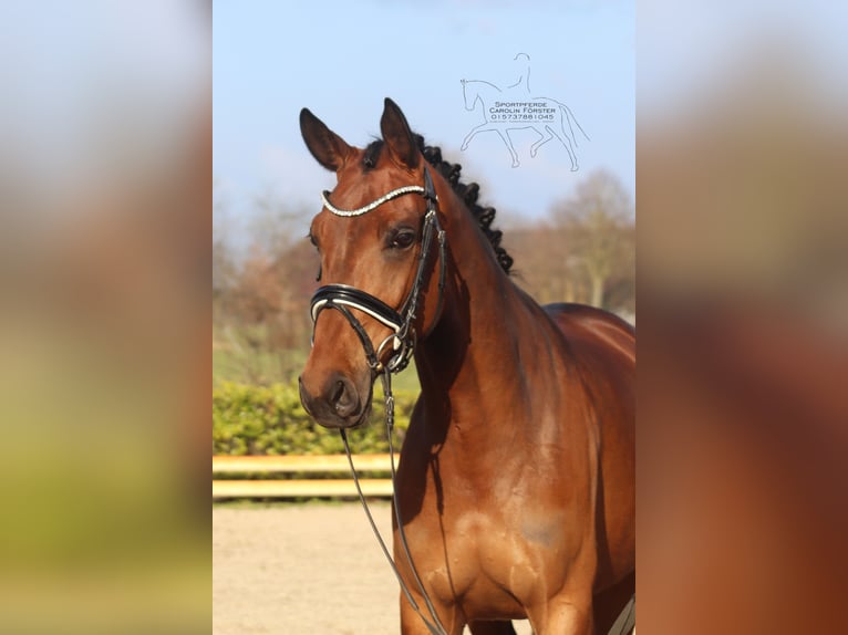 Hanoverian Mare 5 years 16.1 hh Brown in Reeßum