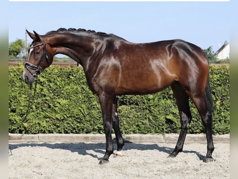 Hanoverian Mare 5 years 16,1 hh Brown in Tiddische