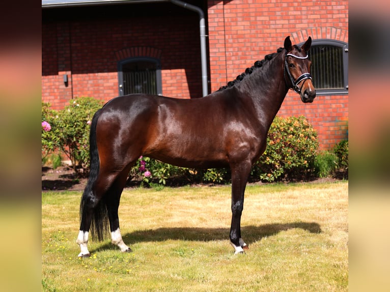 Hanoverian Mare 5 years 16.1 hh Brown in Westerstede