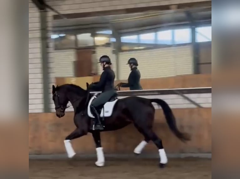 Hanoverian Mare 5 years 16.1 hh Brown in WürselenWürselen