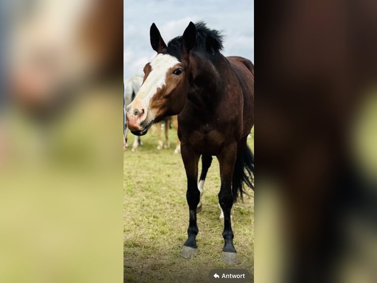 Hanoverian Mare 5 years 16.1 hh Brown in Lindlar