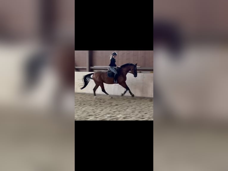 Hanoverian Mare 5 years 16,1 hh Brown in Hannoversch Münden