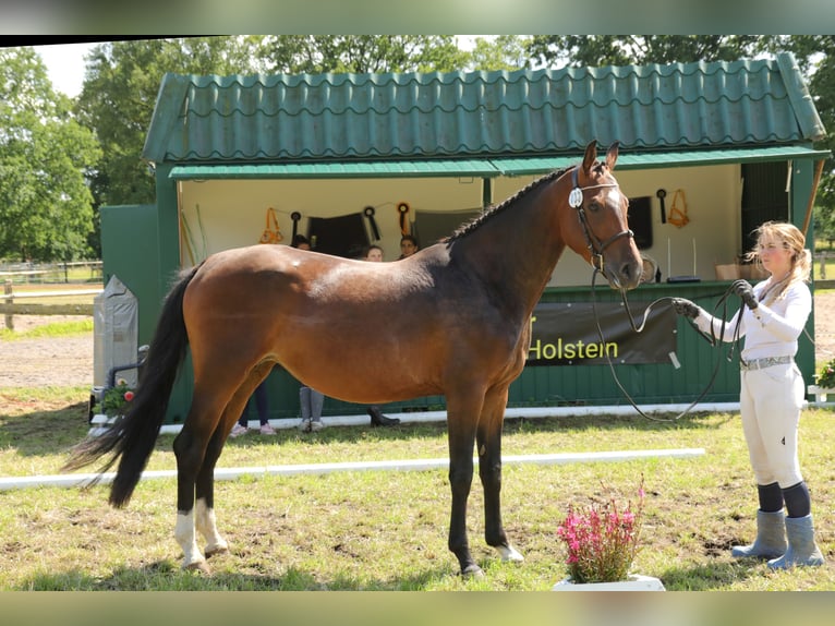 Hanoverian Mare 5 years 16,1 hh Brown in Garbek