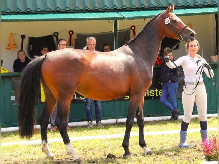 Hanoverian Mare 5 years 16,1 hh Brown in Garbek